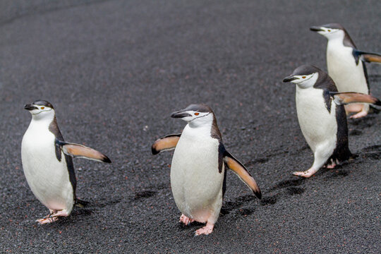 Chinstrap penguin (Pygoscelis antarctica) breeding colony at Baily Head on Deception Island, Antarctica, Southern Ocean