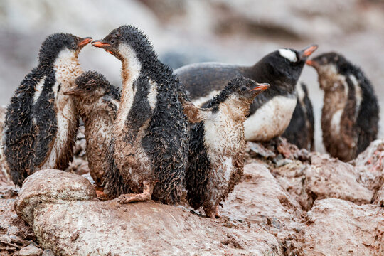 Gentoo penguin (Pygoscelis papua) chicks covered with mud and guano on Cuverville Island, Antarctica, Southern Ocean