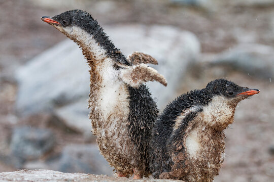 Gentoo penguin (Pygoscelis papua) chicks covered with mud and guano on Cuverville Island, Antarctica, Southern Ocean