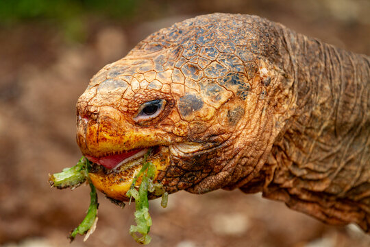 Captive Galapagos giant tortoise (Geochelone elephantopus) at the Charles Darwin Research Station, Galapagos, UNESCO World Heritage Site, Ecuador