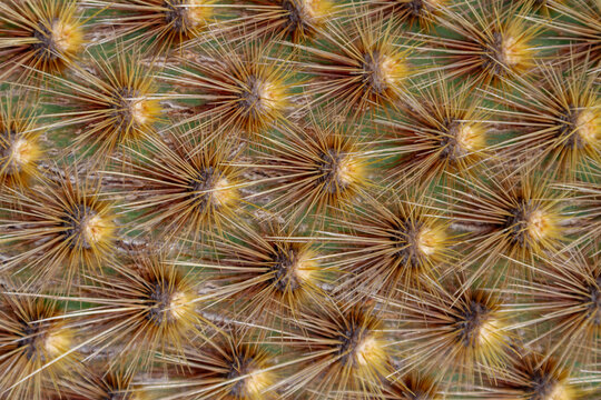 The endemic Opuntia cactus (Opuntia echios) cactus growing in the Galapagos Island Archipelago, UNESCO World Heritage Site, Ecuador