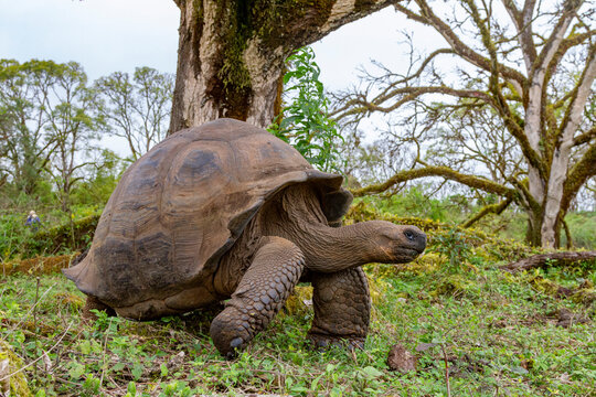 Wild Galapagos giant tortoise (Geochelone elephantopus) feeding on the upslope grasslands of Santa Cruz Island, Galapagos, UNESCO World Heritage Site, Ecuador