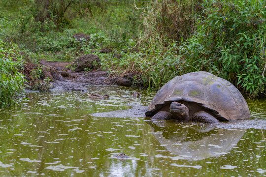 Wild Galapagos giant tortoise (Geochelone elephantopus) feeding on the upslope grasslands of Santa Cruz Island, Galapagos, UNESCO World Heritage Site, Ecuador