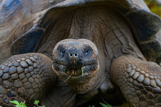 Wild Galapagos giant tortoise (Geochelone elephantopus) feeding on the upslope grasslands of Santa Cruz Island, Galapagos, UNESCO World Heritage Site, Ecuador