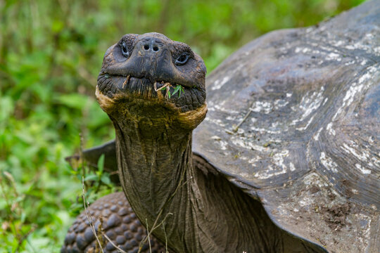 Wild Galapagos giant tortoise (Geochelone elephantopus) feeding on the upslope grasslands of Santa Cruz Island, Galapagos, UNESCO World Heritage Site, Ecuador