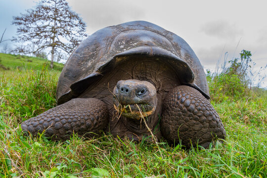 Wild Galapagos giant tortoise (Geochelone elephantopus) feeding on the upslope grasslands of Santa Cruz Island, Galapagos, UNESCO World Heritage Site, Ecuador