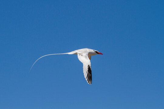 Adult red-billed tropicbird (Phaethon aethereus) in flight in the Galapagos Island Archipelago, UNESCO World Heritage Site, Ecuador