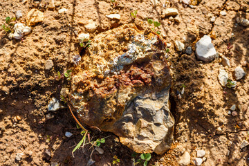 A piece of siliceous rock with a chalcedony crust lying on the ground, geological background