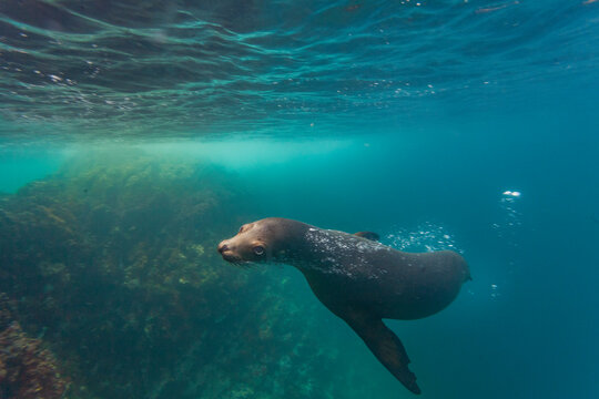 Galapagos sea lion (Zalophus wollebaeki) underwater in the Galapagos Island Archipelago, UNESCO World Heritage Site, Ecuador