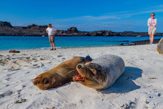 Galapagos sea lions (Zalophus wollebaeki) hauled out on the beach in the Galapagos Island Archipelago, UNESCO World Heritage Site, Ecuador