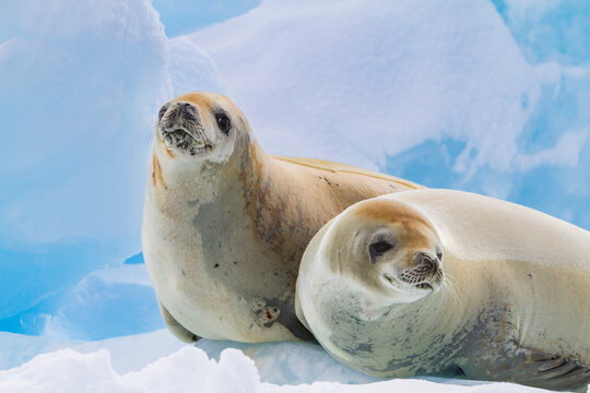 Crabeater seals (Lobodon carcinophaga) hauled out on ice floe near the Antarctic Peninsula, Antarctica