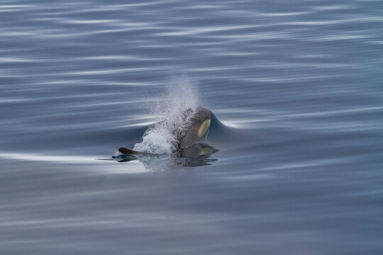 A small pod of Type B killer whales (Orcinus nanus) just outside Duse Bay in the Weddell Sea, Antarctica