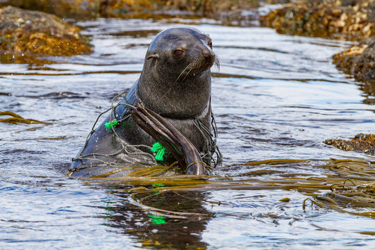 Antarctic fur seal pup (Arctocephalus gazella) caught in fishing net on South Georgia, Southern Ocean