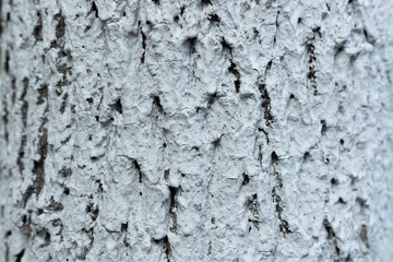 Trunk texture coated with white lime