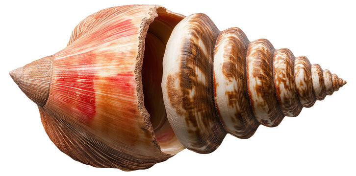 A large, colorful spiral seashell with red and brown patterns.