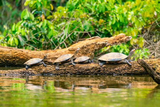 Yellow-spotted river turtles (Podocnemis unifilis), Lake Sandoval, Tambopata National Reserve near Puerto Maldonado, Peru