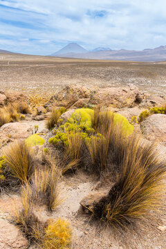 Tufts of grass and El Misti and Chachani volcanoes, Salinas y Aguada Blanca National Reserve, Arequipa Region, Peru