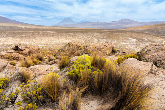 Tufts of grass and El Misti and Chachani volcanoes, Salinas y Aguada Blanca National Reserve, Arequipa Region, Peru