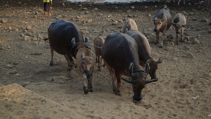 View A herd of buffalo belonging to a local farmer crossing the river. Asian buffalo herd crossing the river. A local farm in Jepara, Indonesia.
