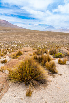 Tufts of grass and El Misti and Chachani volcanoes, Salinas y Aguada Blanca National Reserve, Arequipa Region, Peru