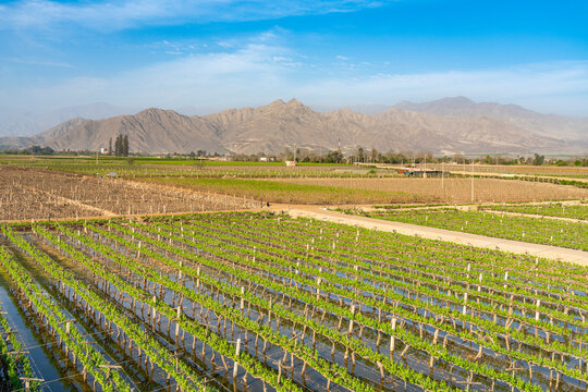 Vineyards with mountains in background, Tacama Winery, Ica, Peru