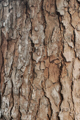 This close-up image showcases the intricate and textured bark of a tree.