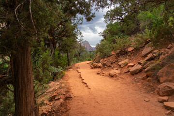 Kayenta trail leading through forest, Zion National Park, Utah, United States of America, North America