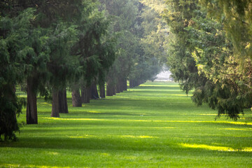 Beautiful woods under the sun shining in Tiantan Park, Beijing