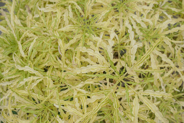 Close-up showcases a dense cluster of a variegated plant with intricate, wavy, light yellow and lime green leaves.