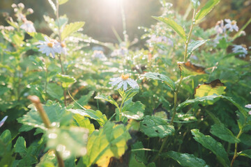 朝露で輝く野花