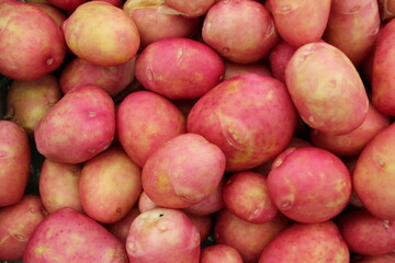 fresh harvested red potato tubers - Image