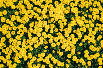 一面の菊の花　壁紙
