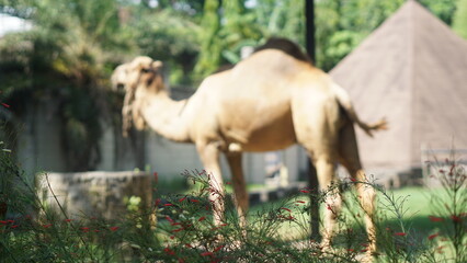 A camel (Camelus dromedarius) in the Solo Safari Zoo park from Arabia is resting in its shelter	