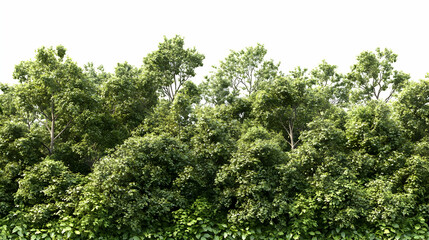 Fototapeta premium 3D Rendered Lush Green Forest Canopy Isolated on White Background, Perfect for Nature and Landscape Designs