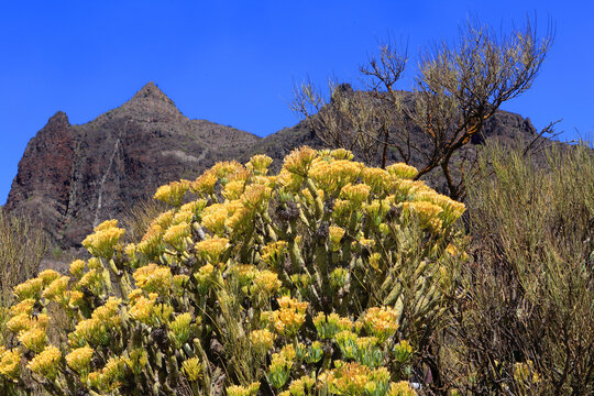 Mountains near Masca, north west Tenerife, Canary Islands, Spain, Atlantic