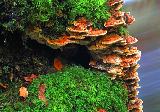Fungus on tree trunk, Pyrddin Gorge, Pontneddfechan, Neath Valley, South Wales, United Kingdom