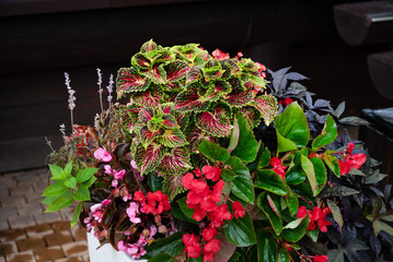 Colorful arrangement of various plants in a pot.