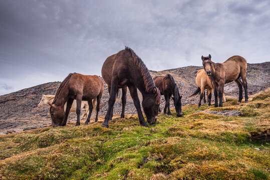 Wild horses in the Sierra Nevada mountains near Pico del Veleta, Granada Province, Andalusia, Spain