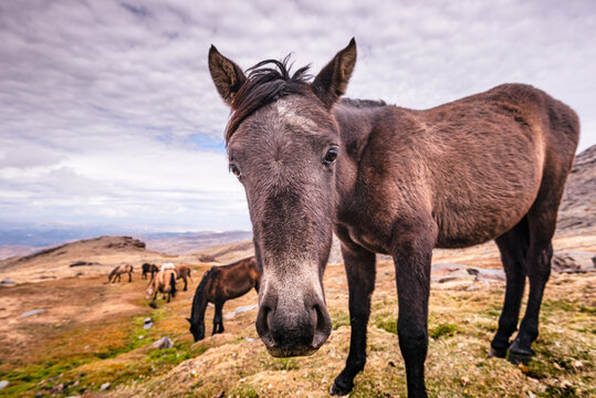 Wild horses in the Sierra Nevada mountains near Pico del Veleta, Granada Province, Andalusia, Spain