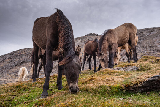 Wild horses in the Sierra Nevada mountains near Pico del Veleta, Granada Province, Andalusia, Spain