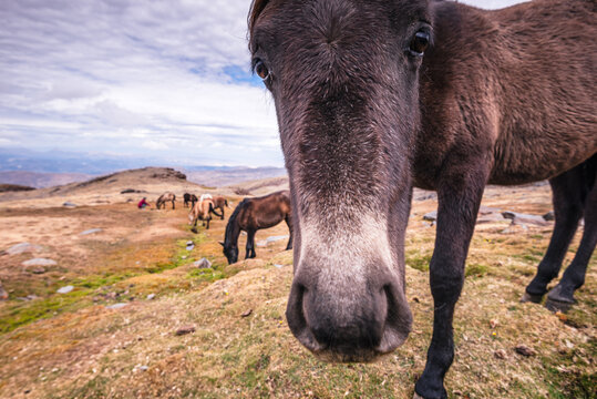 Herd of wild horses in the Sierra Nevada mountains near Pico del Veleta, Granada Province, Andalusia, Spain