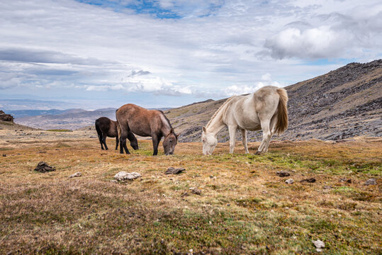 Herd of wild horses in the Sierra Nevada mountains near Pico del Veleta, Granada Province, Andalusia, Spain