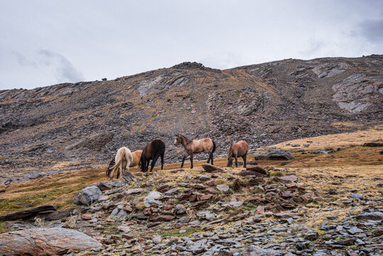Herd of wild horses in the Sierra Nevada mountains near Pico del Veleta, Granada Province, Andalusia, Spain