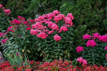 Vibrant pink flowers in a garden with lush green foliage.