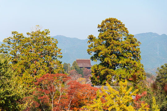 Red maple tree framing a Japanese temple roof in Yoshino mountain area, Yoshino, Nara, Honshu, Japan