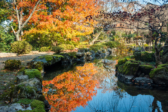 Japanese garden pond with vibrant autumn leaves, Yoshino, Nara, Honshu, Japan