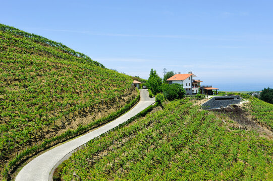 Rezabal winery, Txakoli vineyards, district of Zarautz, near Getaria, province of Gipuzkoa, Basque Country, Spain