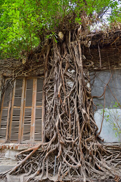 Ficus (fig tree) roots growing on a wall of a ruined building, Old Town of Semarang, Java island, Indonesia, Southeast Asia