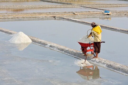 Worker loading wheel barrow with salt, Salt fields at Karangjahe, near Lasem, Java island, Indonesia, Southeast Asia