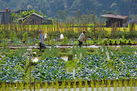 Food crops and paddy fields in Tawangmangu area, Karanganyar district, near Surakarta (Solo), Java island, Indonesia, Southeast Asia